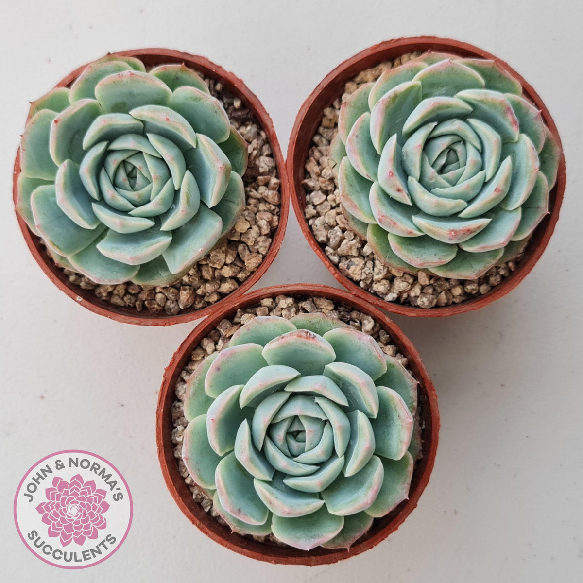 Echeveria 'Dark Night Rose'