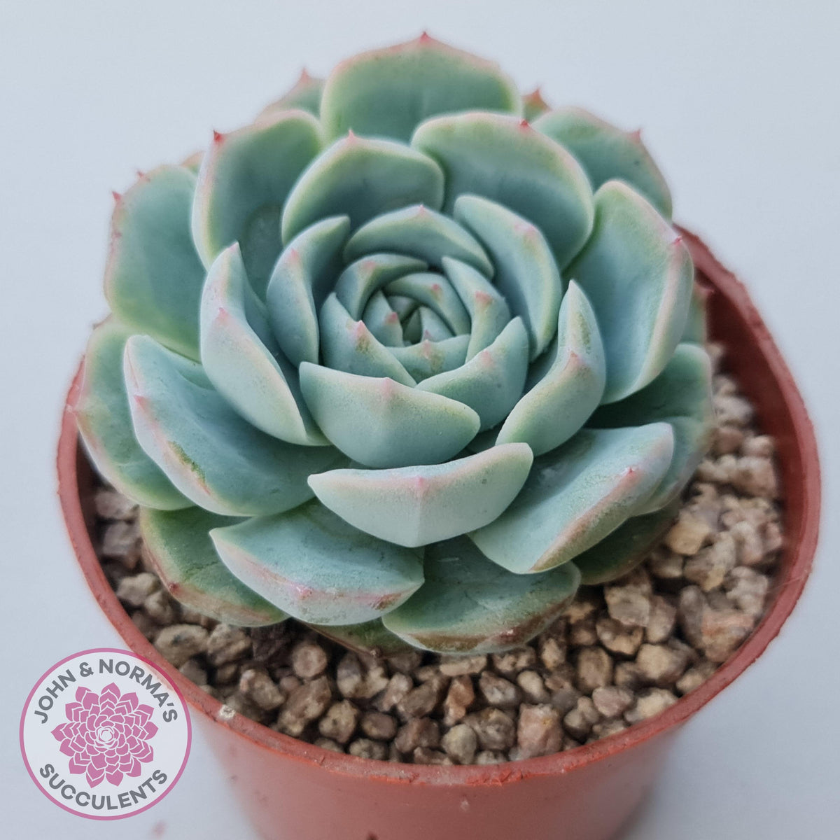 Echeveria 'Dark Night Rose'