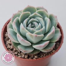 Load image into Gallery viewer, Echeveria 'Dark Night Rose' - John & Norma's Succulents Australia