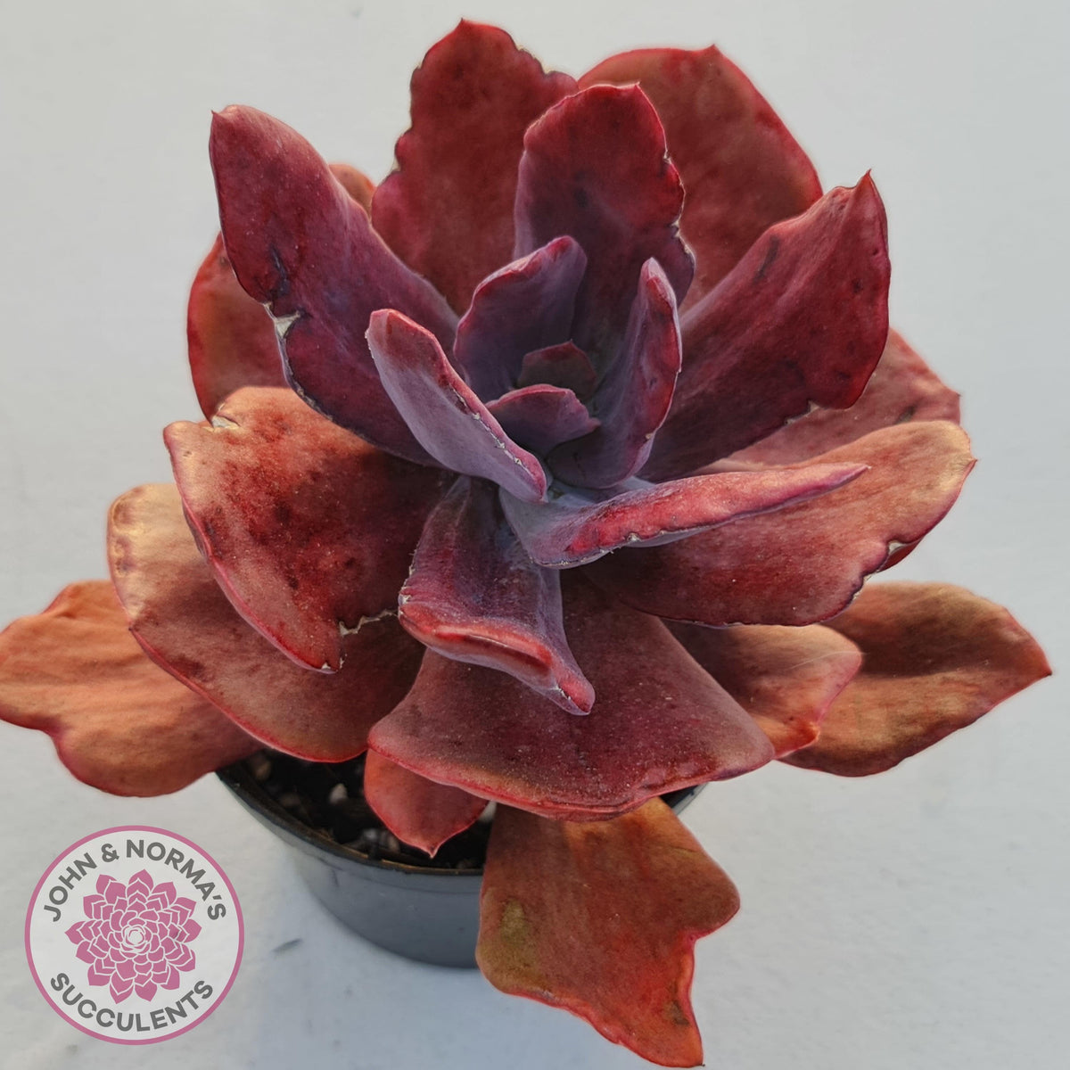 Echeveria Diamond State Variegata