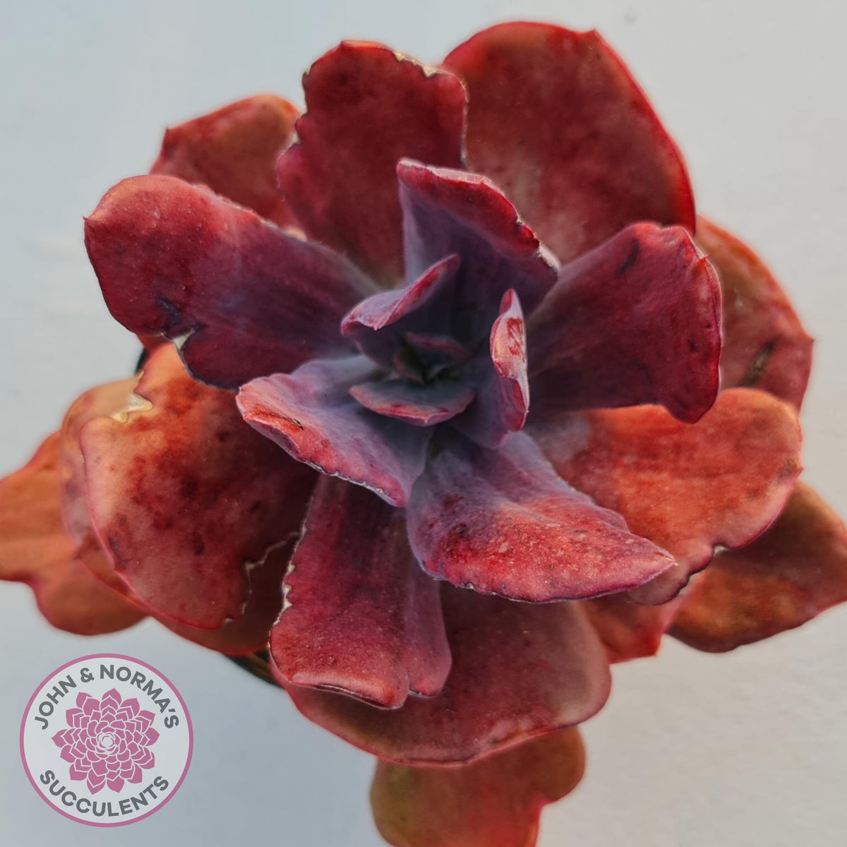 Echeveria Diamond State Variegata