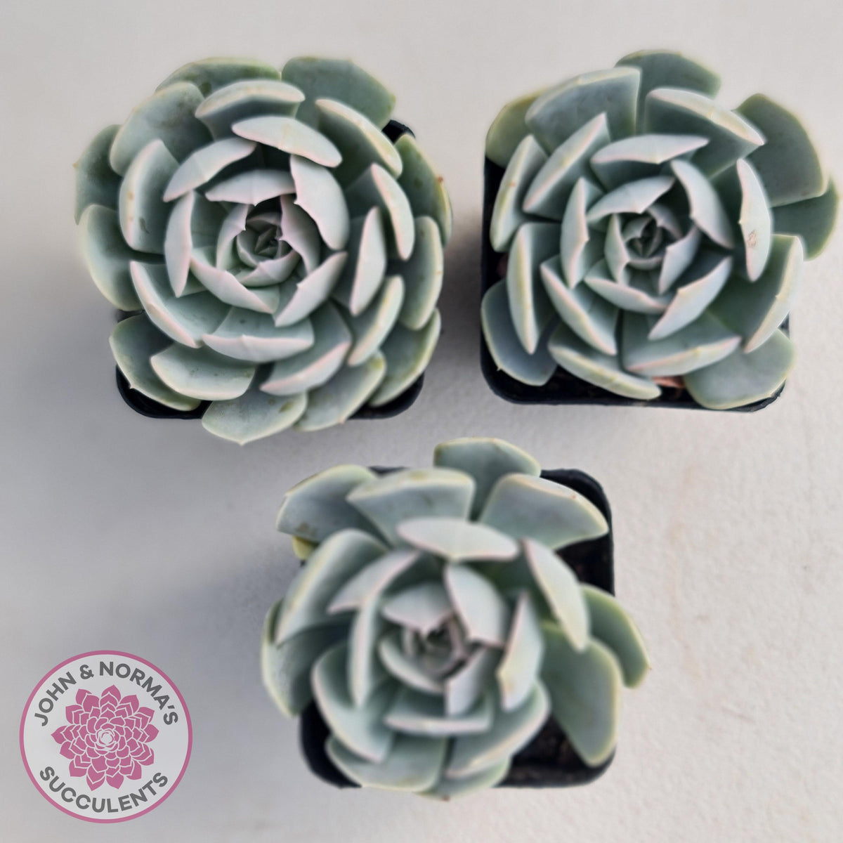 Echeveria Domingo