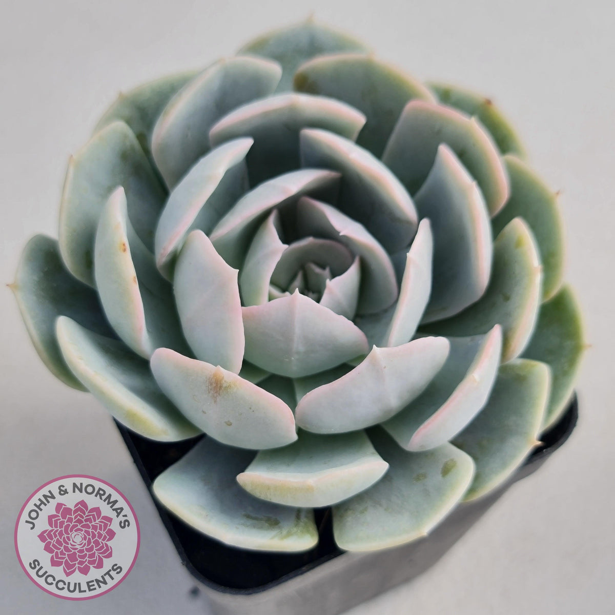 Echeveria Domingo