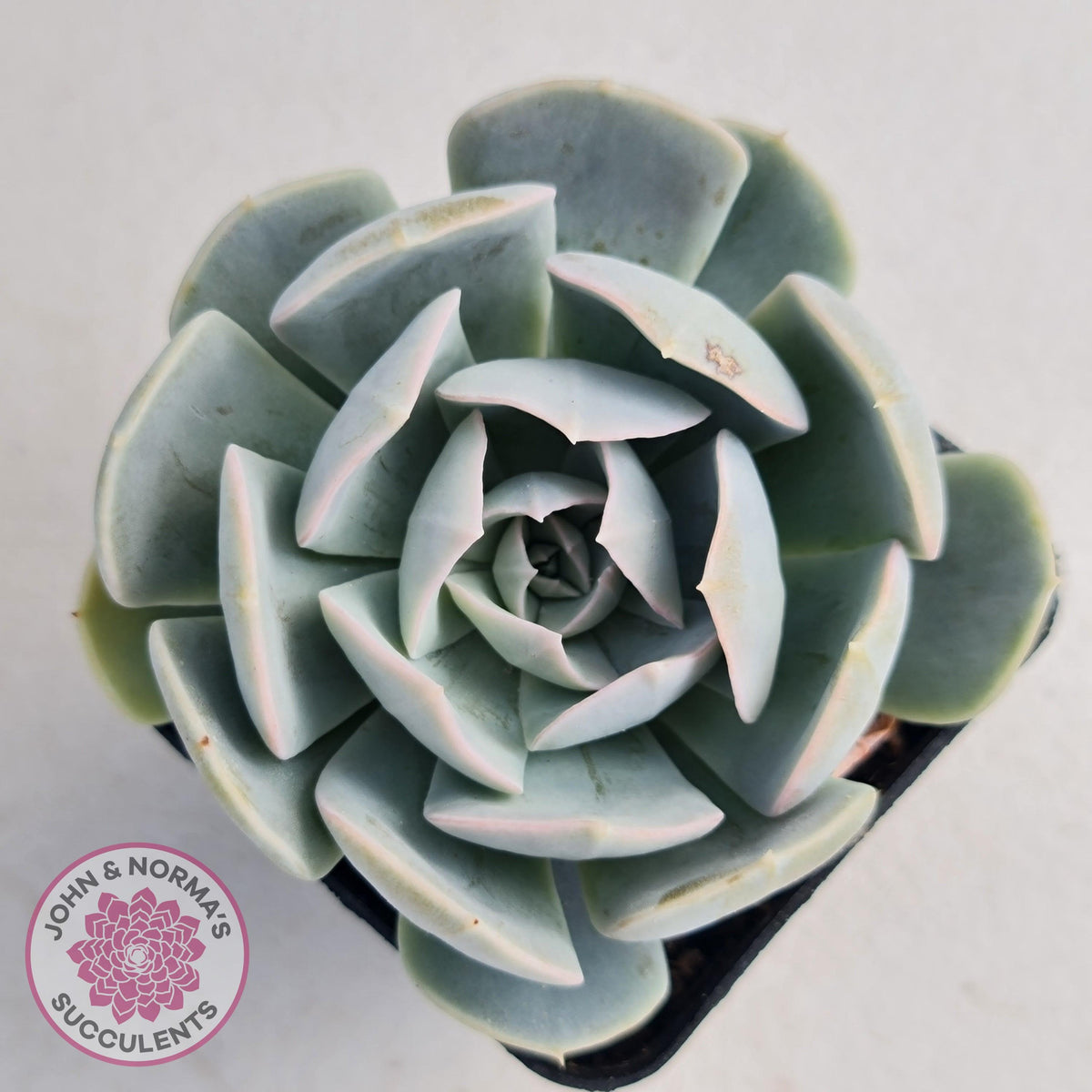 Echeveria Domingo