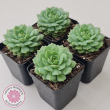 Load image into Gallery viewer, Echeveria Dondo