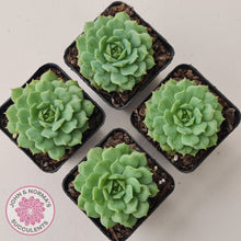 Load image into Gallery viewer, Echeveria Dondo