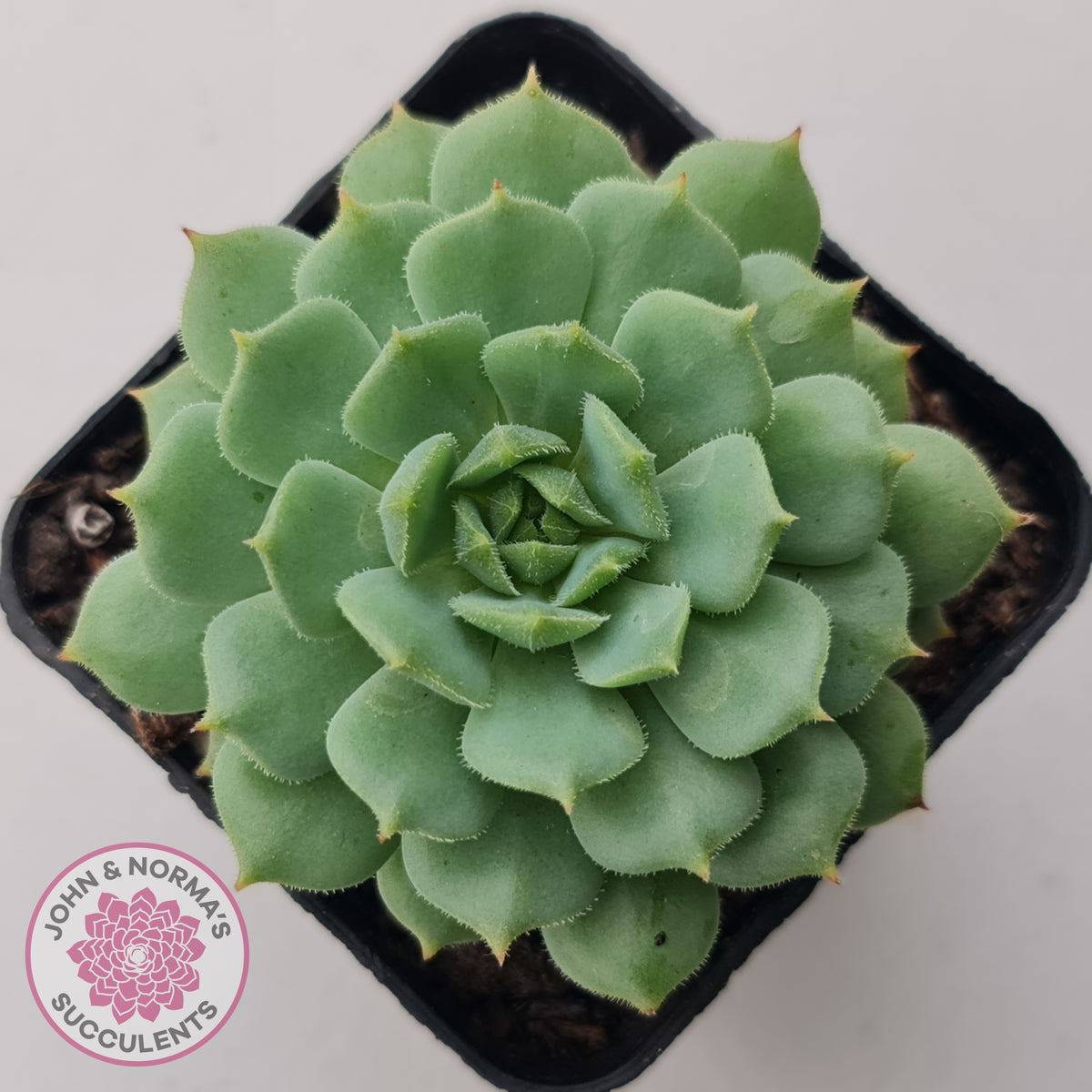 Echeveria Dondo