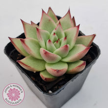 Load image into Gallery viewer, Echeveria agavoides Ebony