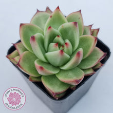Load image into Gallery viewer, Echeveria agavoides Ebony