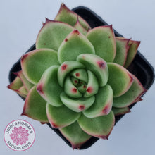Load image into Gallery viewer, Echeveria agavoides Ebony