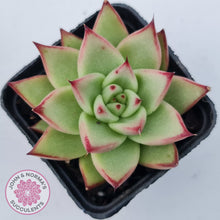 Load image into Gallery viewer, Echeveria agavoides Ebony