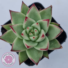 Load image into Gallery viewer, Echeveria agavoides Ebony