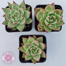 Load image into Gallery viewer, Echeveria agavoides Ebony