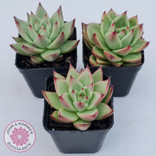 Load image into Gallery viewer, Echeveria agavoides Ebony