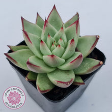 Load image into Gallery viewer, Echeveria agavoides Ebony