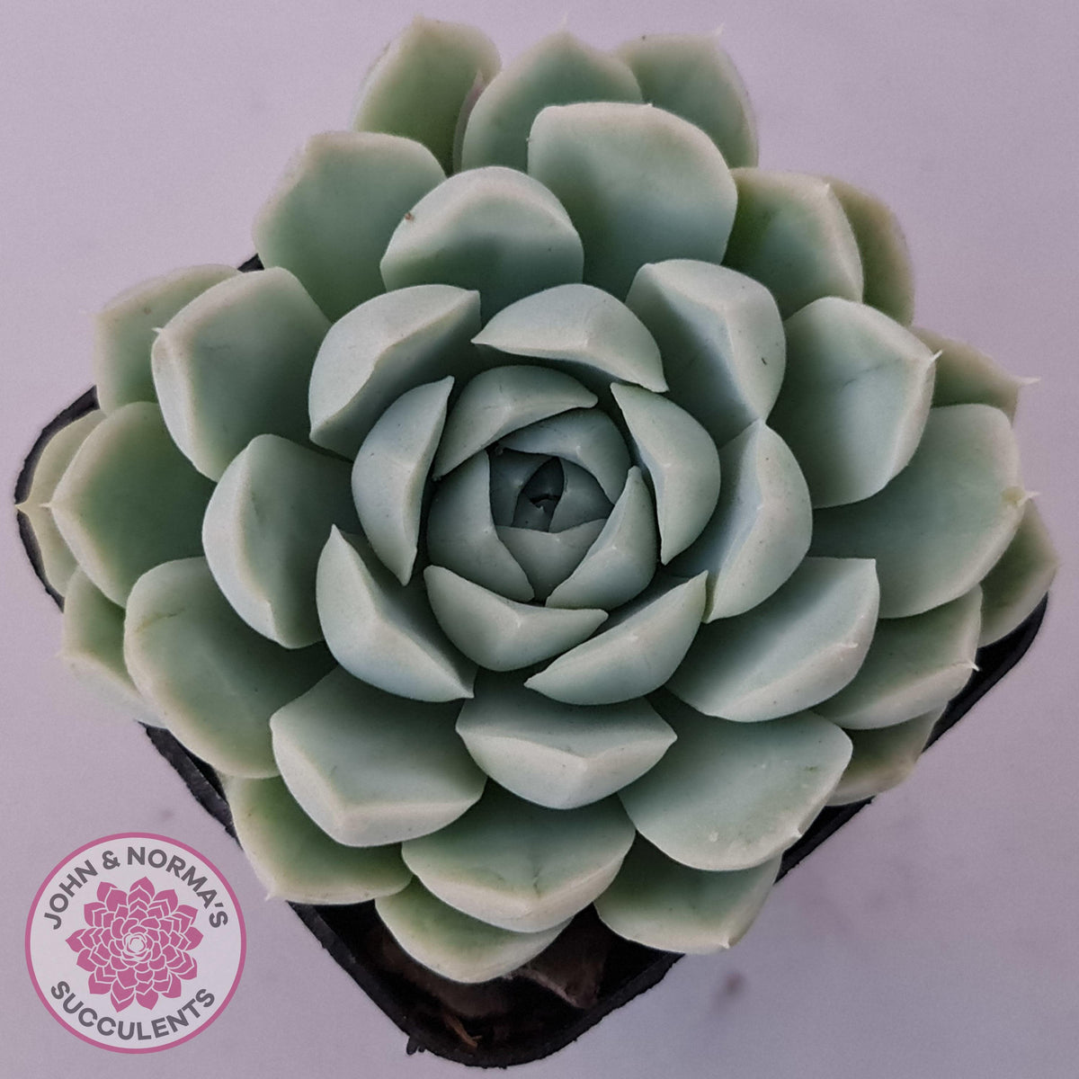 Echeveria elegans 'Alba'
