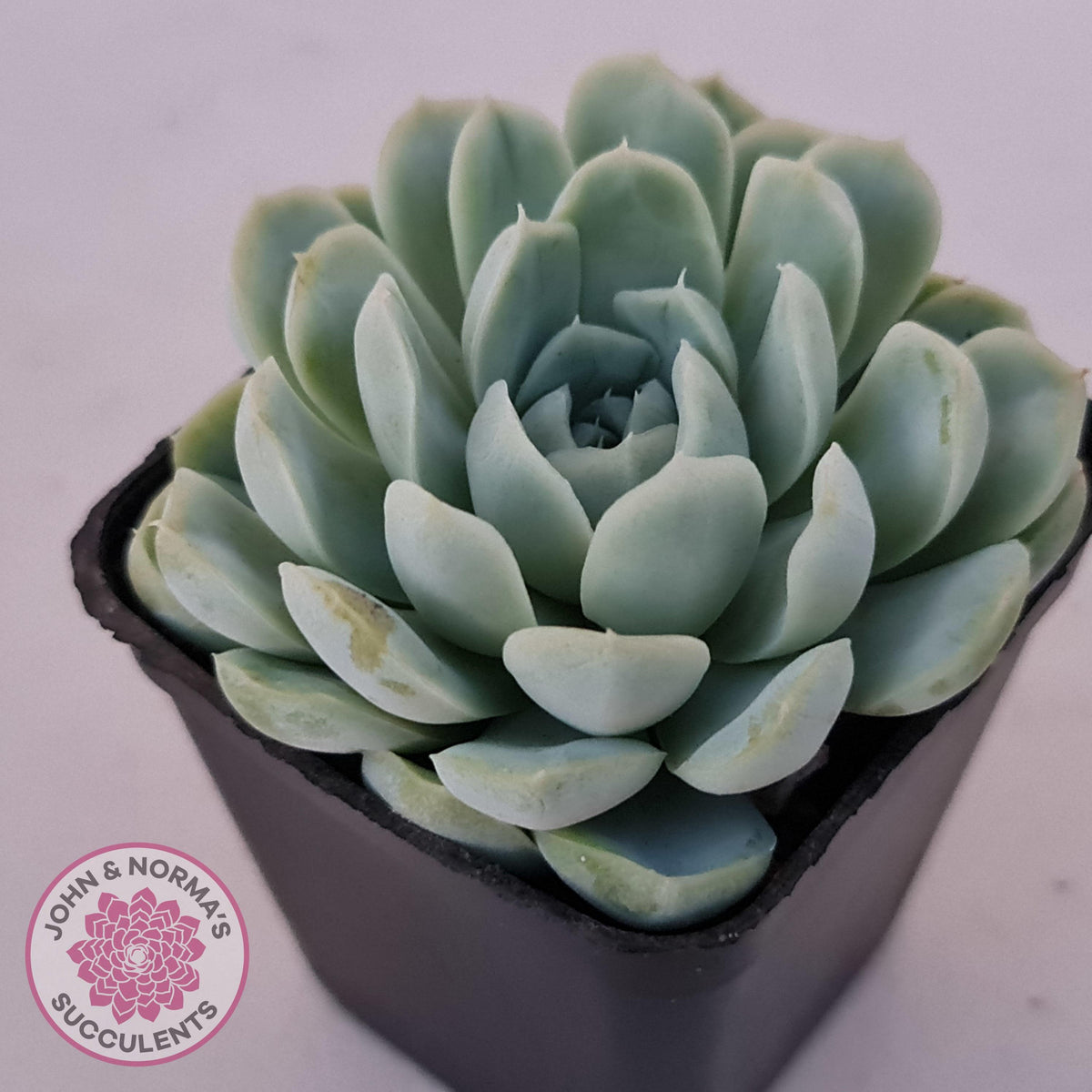 Echeveria elegans 'Alba'
