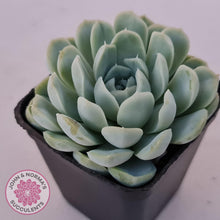 Load image into Gallery viewer, Echeveria Elegans Alba - John & Norma's Succulents Australia