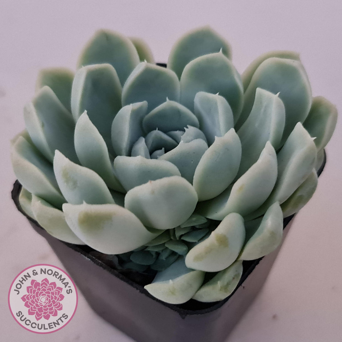 Echeveria elegans 'Alba'