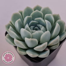 Load image into Gallery viewer, Echeveria Elegans Alba - John & Norma's Succulents Australia