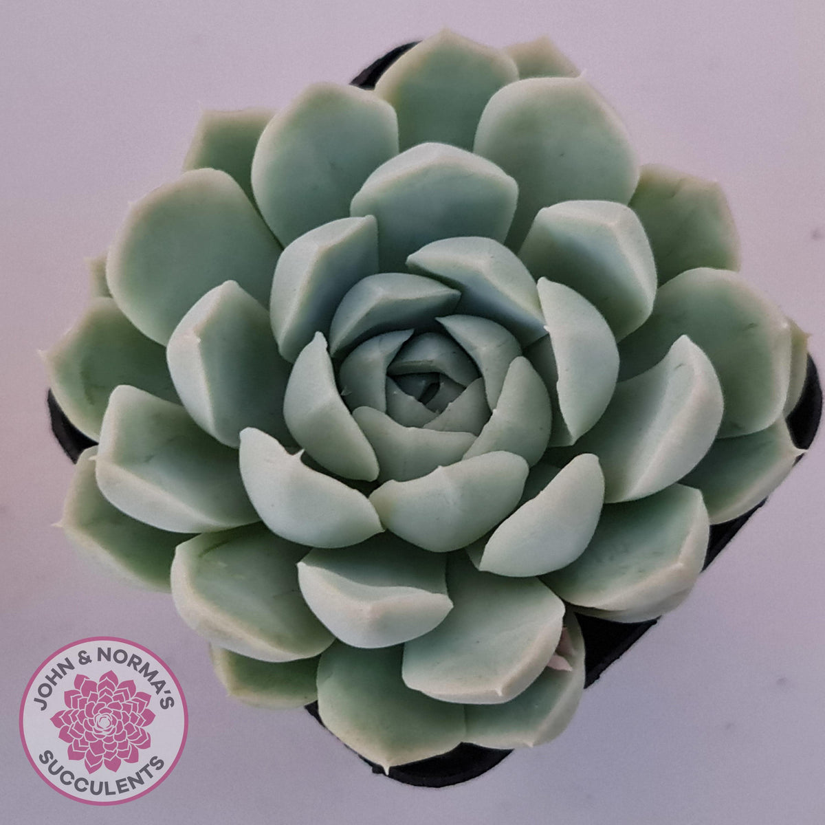 Echeveria elegans 'Alba'