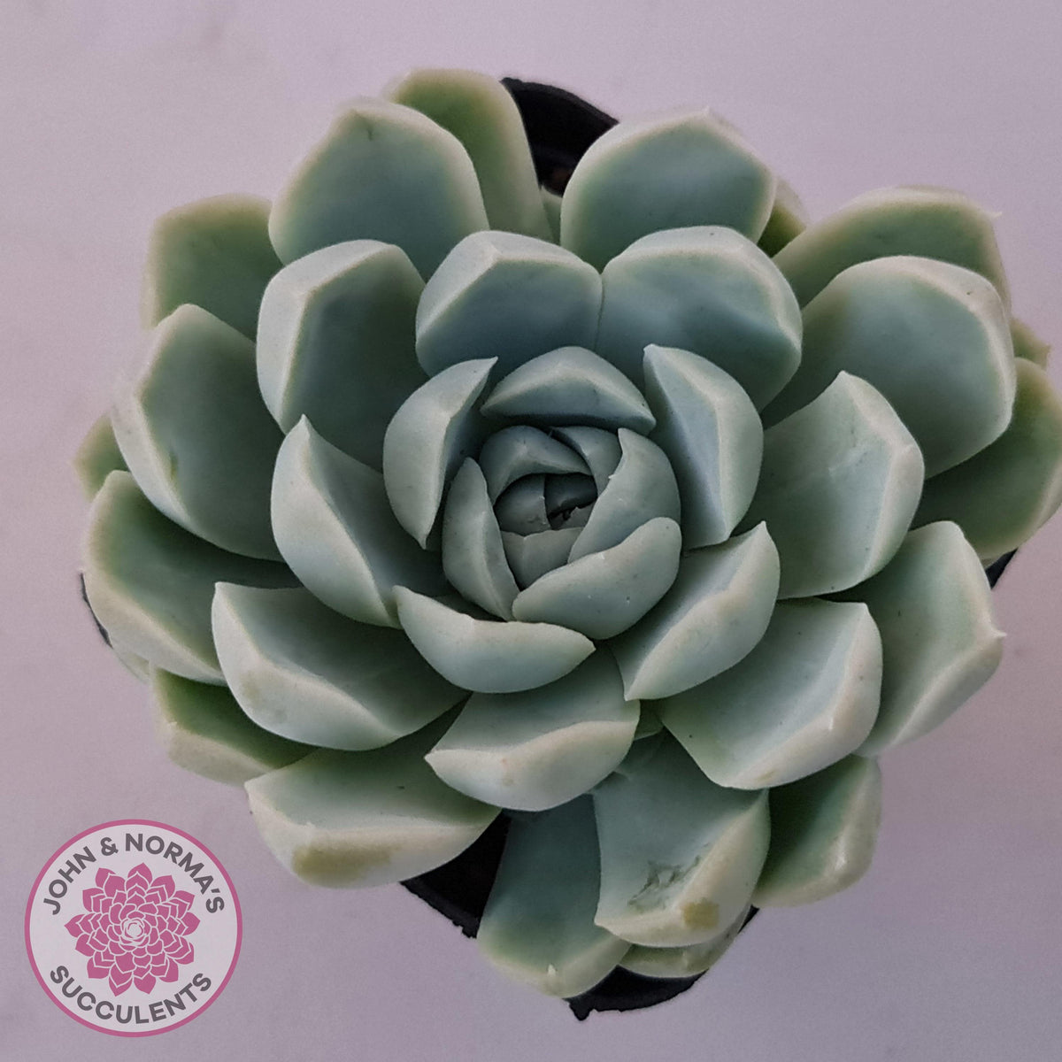 Echeveria elegans 'Alba'