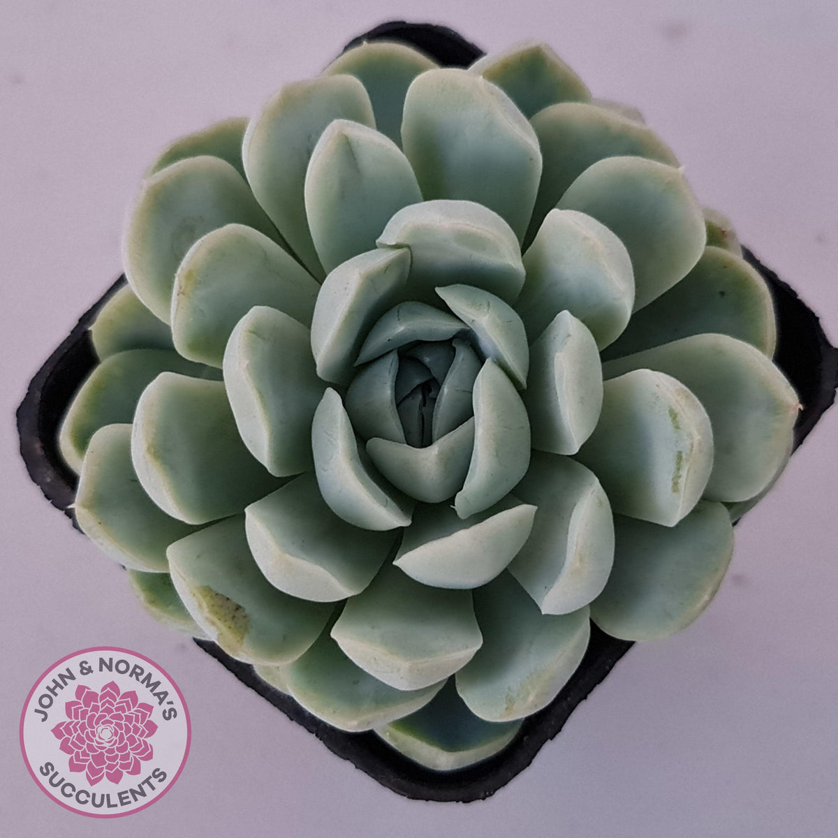 Echeveria elegans 'Alba'