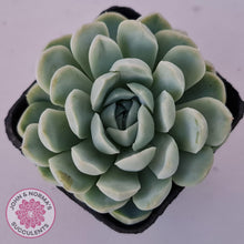 Load image into Gallery viewer, Echeveria Elegans Alba - John & Norma's Succulents Australia