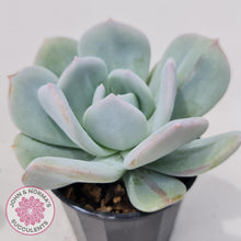 Load image into Gallery viewer, Echeveria Exotic - John & Norma's Succulents Australia