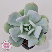 Load image into Gallery viewer, Echeveria Exotic - John & Norma's Succulents Australia