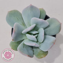 Load image into Gallery viewer, Echeveria Exotic - John & Norma's Succulents Australia