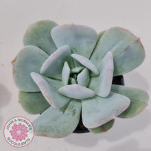 Load image into Gallery viewer, Echeveria Exotic - John & Norma's Succulents Australia