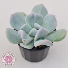 Load image into Gallery viewer, Echeveria Exotic - John & Norma's Succulents Australia
