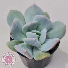 Load image into Gallery viewer, Echeveria Exotic - John & Norma's Succulents Australia