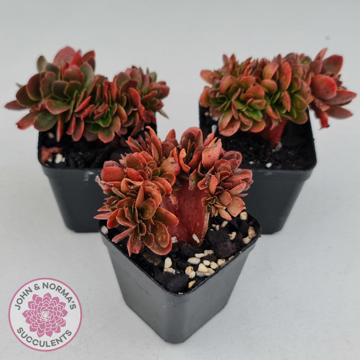 Echeveria Fimbriata Fasciculata Crest