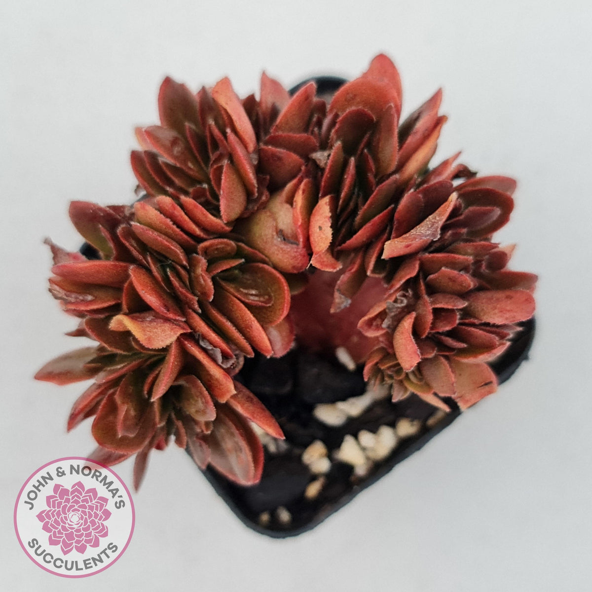 Echeveria Fimbriata Fasciculata Crest