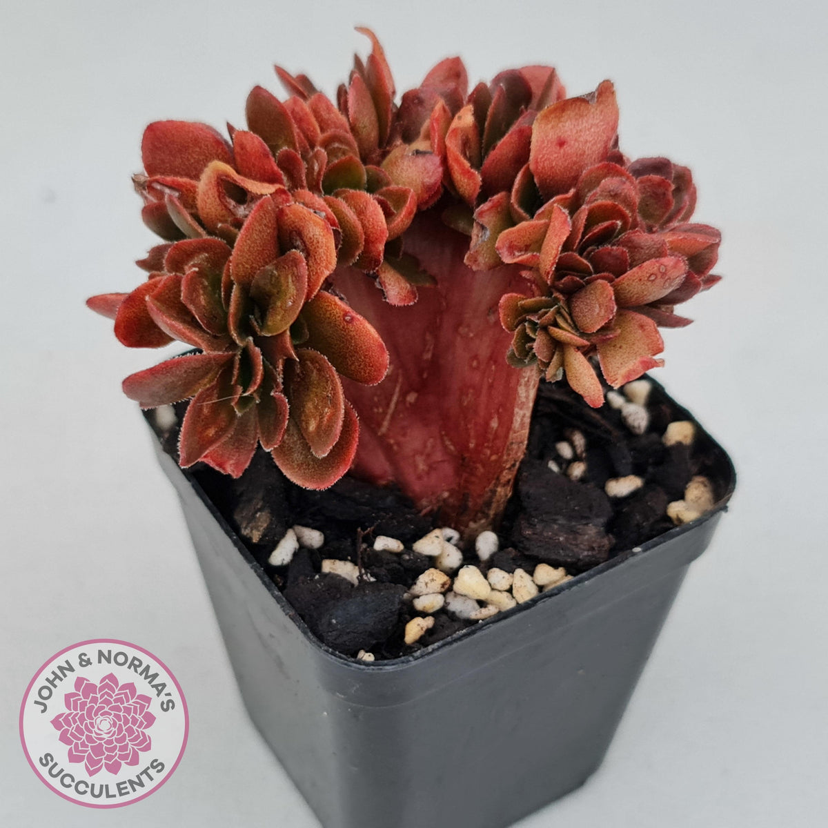 Echeveria Fimbriata Fasciculata Crest