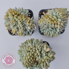Load image into Gallery viewer, Echeveria Fiona Crest - John & Norma's Succulents Australia