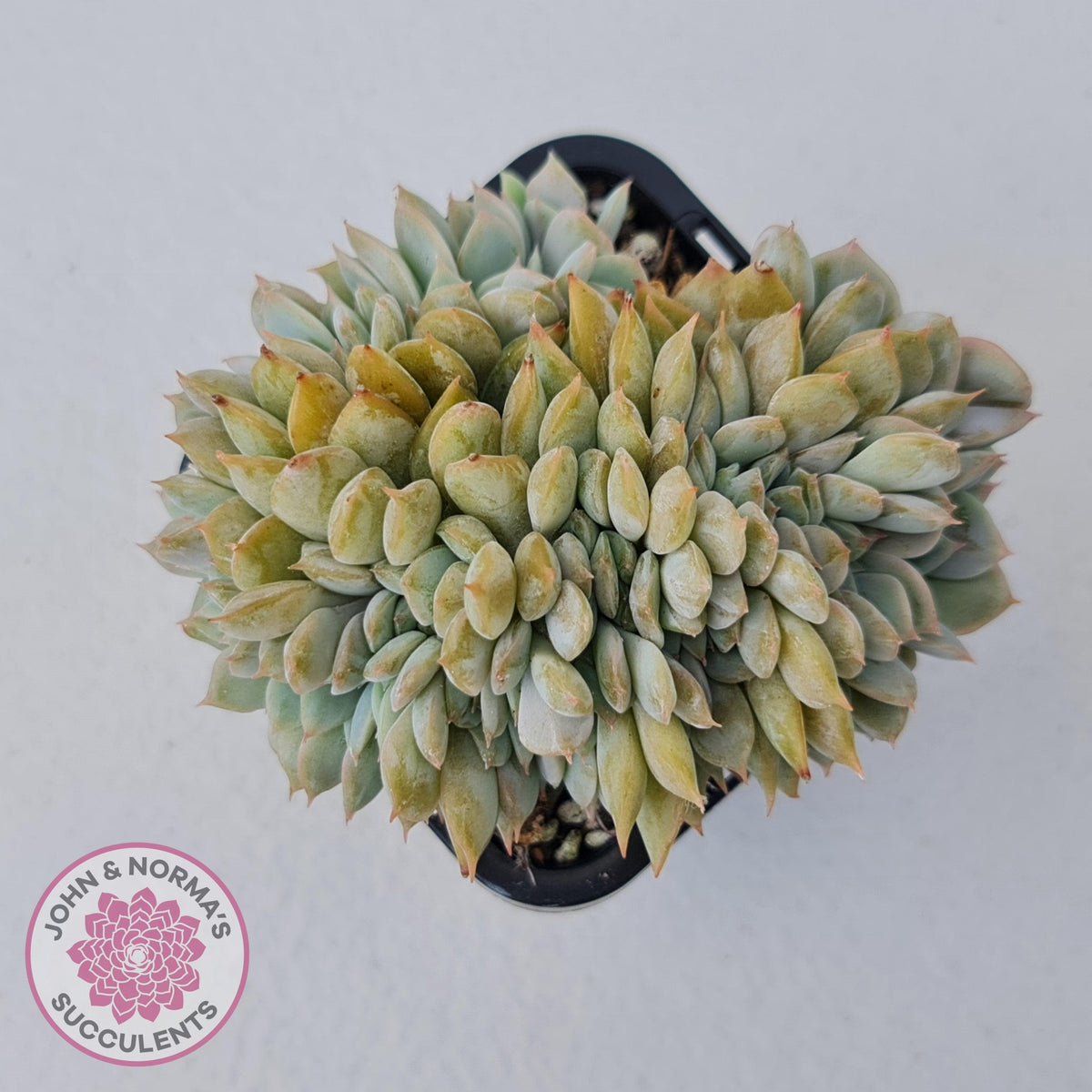 Echeveria Fiona Crest
