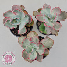 Load image into Gallery viewer, Echeveria Flying Cloud - John & Norma's Succulents