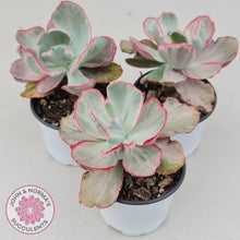 Load image into Gallery viewer, Echeveria Flying Cloud - John & Norma's Succulents