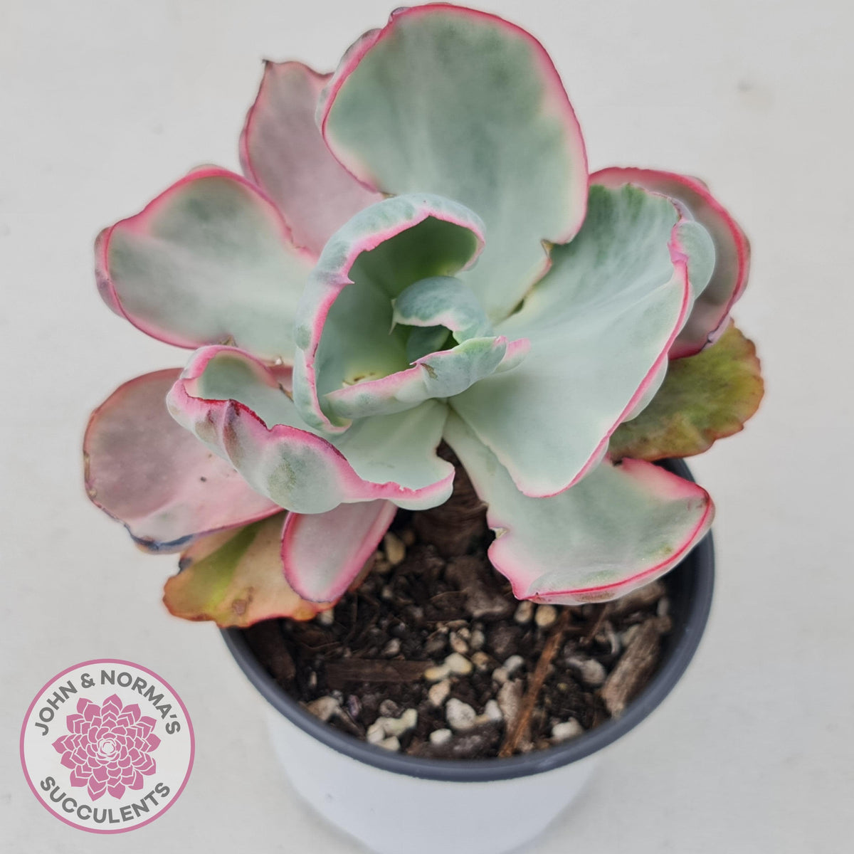 Echeveria Flying Cloud