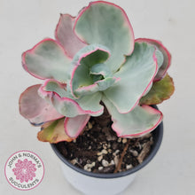 Load image into Gallery viewer, Echeveria Flying Cloud - John & Norma's Succulents