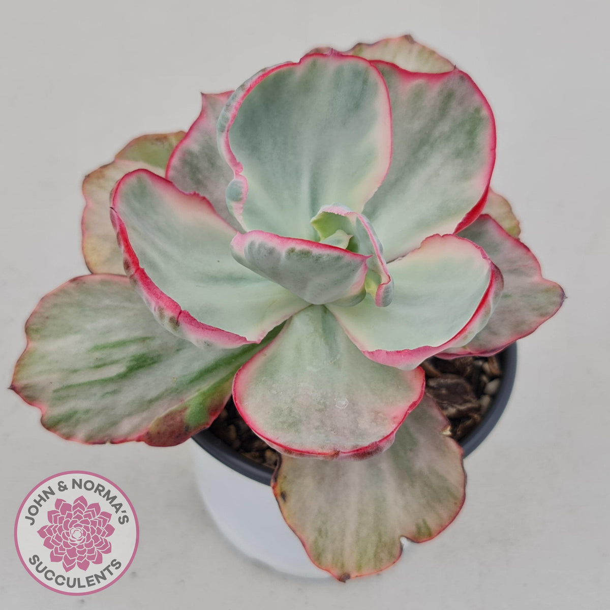 Echeveria Flying Cloud