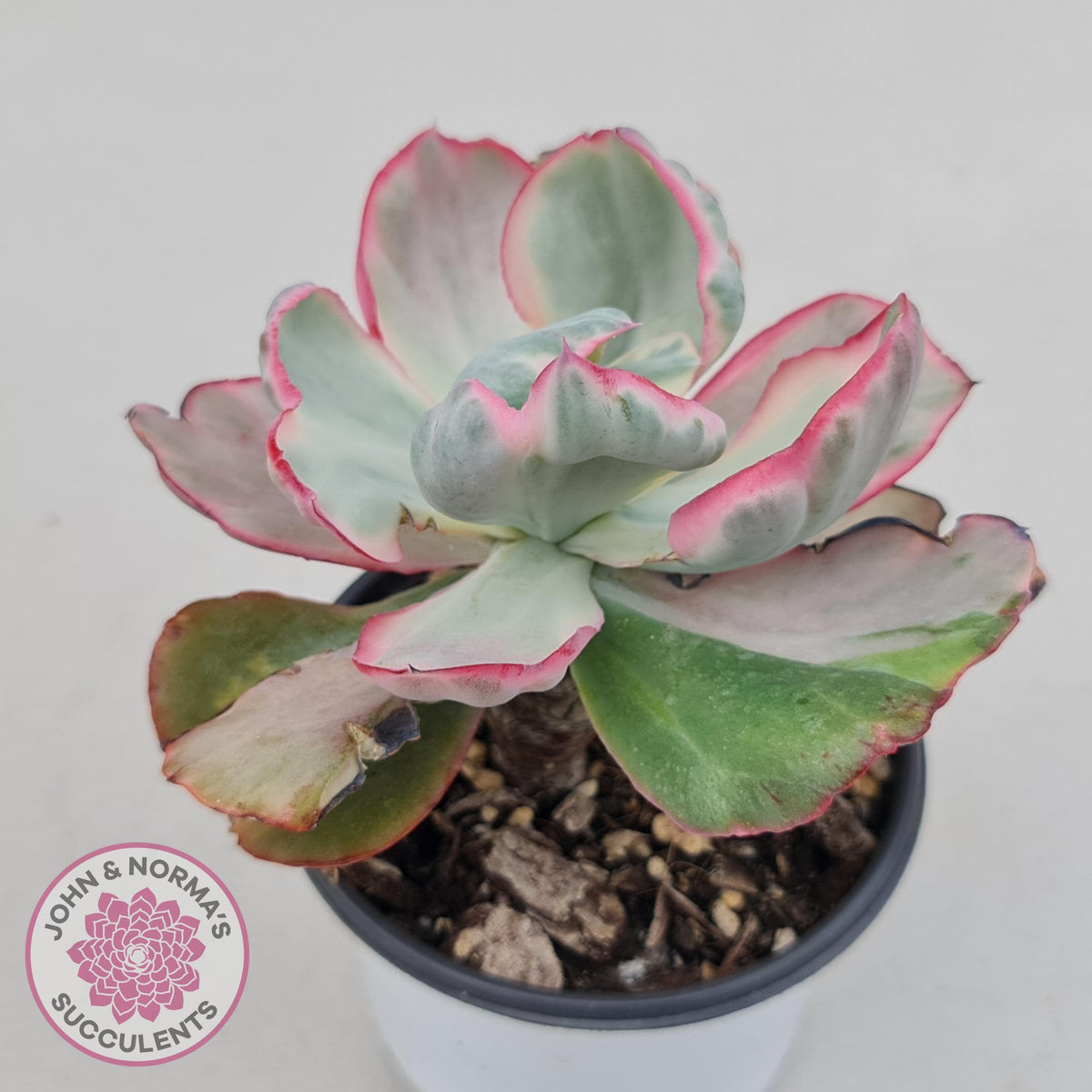 Echeveria Flying Cloud