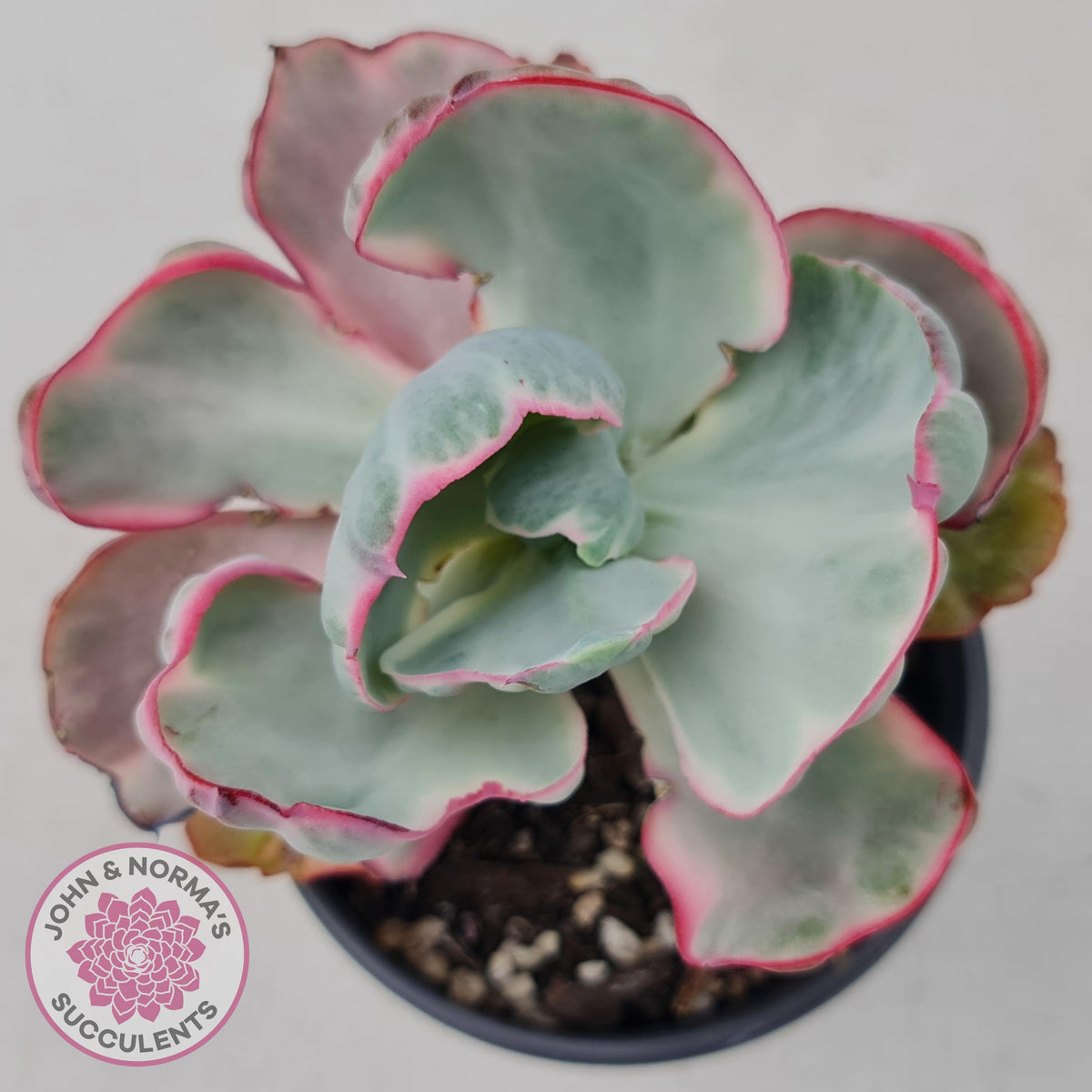 Echeveria Flying Cloud
