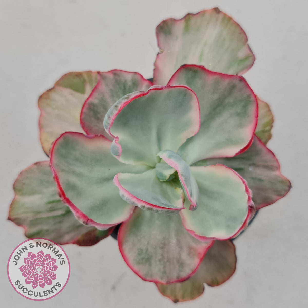 Echeveria Flying Cloud