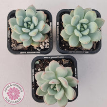 Load image into Gallery viewer, Echeveria 'Fragrant Cocoa' - John & Norma's Succulents Australia