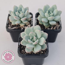 Load image into Gallery viewer, Echeveria 'Fragrant Cocoa' - John & Norma's Succulents Australia