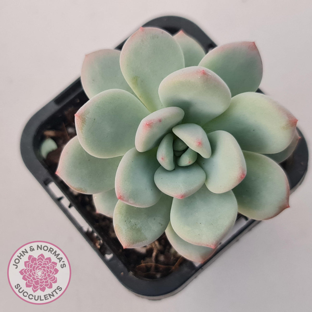 Echeveria 'Fragrant Cocoa'